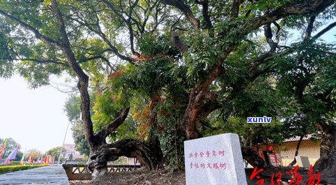 普洱茶树古树的树龄：历史悠久，可达数百年