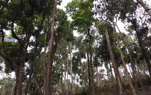 普洱茶树古树的树龄：历史悠久，可达数百年