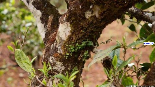 普洱古树：多少年树龄？多少年的茶？多少年的树？