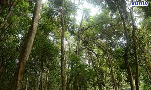 普洱茶古树生长在哪里？探究其分布与生长环境的更佳地点