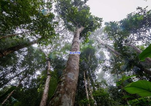 普洱茶古树生长在哪里？探究其分布与生长环境的更佳地点