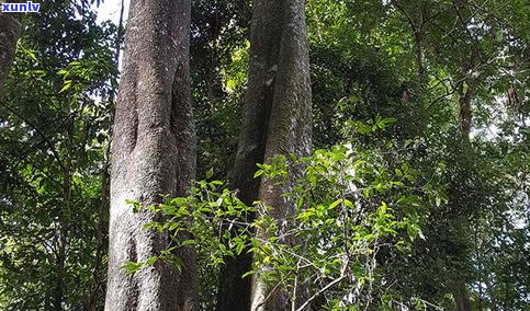 普洱茶古树还多吗-普洱茶 古树