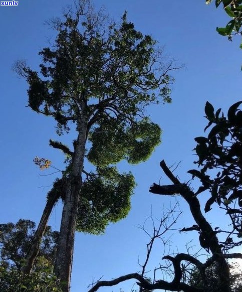 普洱茶古树还多吗-普洱茶 古树