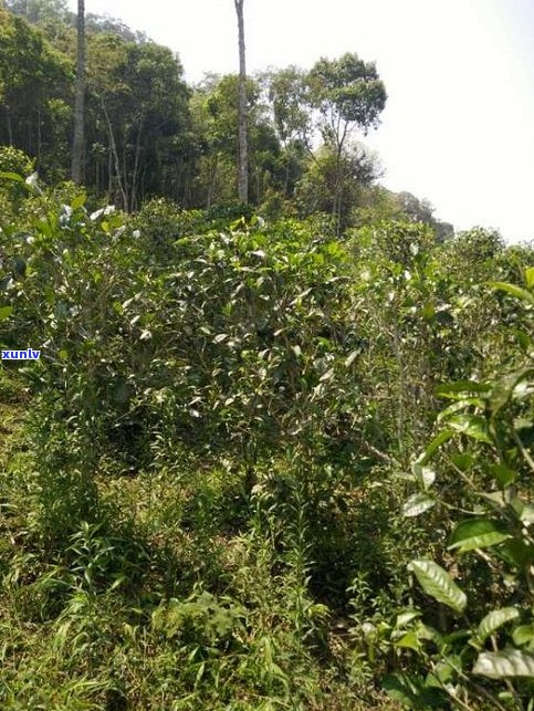 探究小勐峨古树茶的独特特点与香气