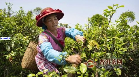 深入熟悉普洱生普的  过程：从采摘到压制的全过程