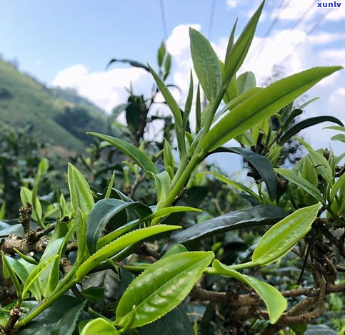 格朗和普洱茶特点-格朗和普洱茶特点区别