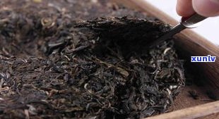 普洱生茶快速转化  ：从生茶到熟茶的全过程解析