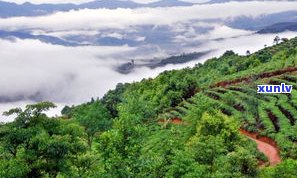 白马山普洱茶的特点及产地介绍