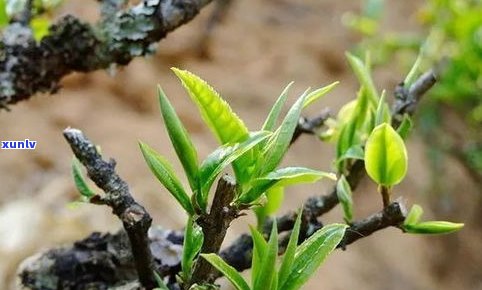 普洱茶树的螃蟹抓：能否食用及功效探究