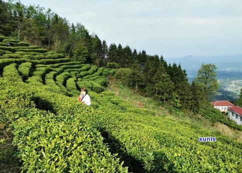 三t茶园：全年茶叶种类介绍及购买指南