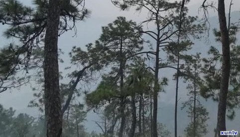 天门山普洱茶分级-天门山普洱茶价格