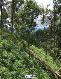 天门山普洱茶分级-天门山普洱茶价格