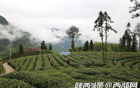 探索普洱云盘山：网红路、万亩茶园与自然风光