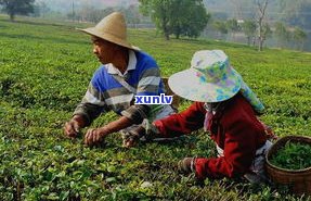 云南富宁县普洱茶-云南富宁县普洱茶产地