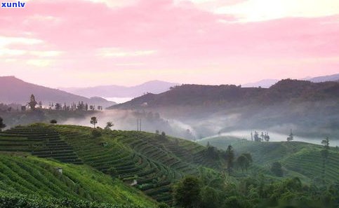 云南普洱宁洱普洱茶山：宁洱县名茶山风景区