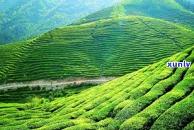 景洪市主要产哪些茶叶？详细解析景洪市的茶产区与名茶