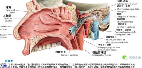 普洱茶治疗咽喉炎效果如何？知乎上有哪些相关回答？