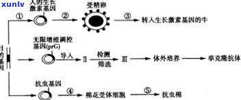 普洱茶转化由何物质决定？探讨关键因素与化学原理