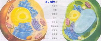 玉石内部构造详解：形态、图片及结构图全解析