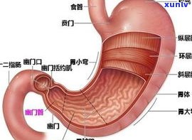 普洱茶吃了伤胃吗？探讨其对胃部及肝脏的影响