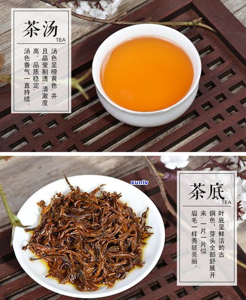 普洱茶金骏眉红茶-金骏眉红茶和普洱哪个好