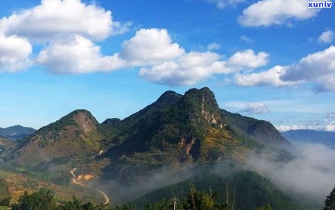 普洱茶哪个山的口感更好？比较与评价