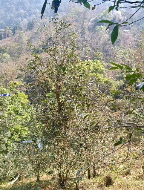 普洱茶哪个山最香-普洱茶哪个山最香好