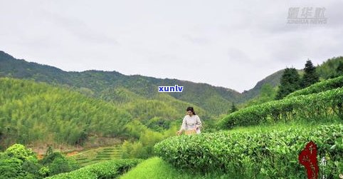 普洱茶哪个山最香-普洱茶哪个山最香好