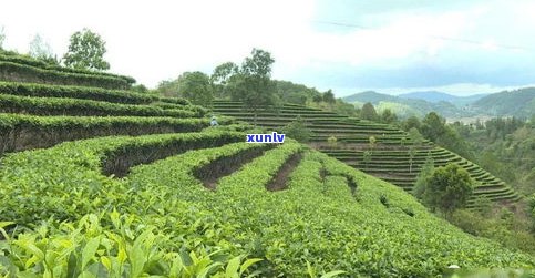 绿水塘属于哪个茶区？该茶区管辖范围、茶叶种类（大叶或小叶）、所属档次及古树茶价格全解析