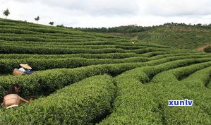 绿水塘有普洱茶吗-绿水塘有普洱茶吗图片