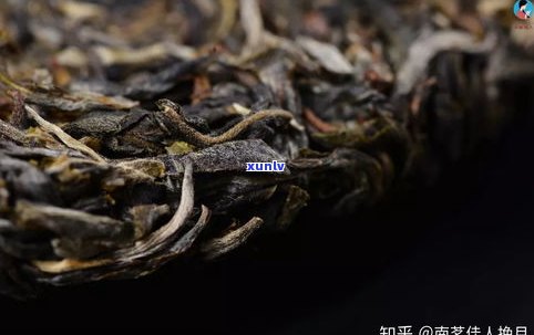 普洱茶里的硬壳虫-普洱茶里的硬壳虫是什么