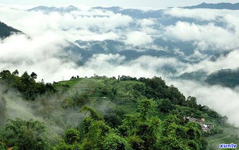 名山名寨茶所具备的特点：揭秘普洱茶的特别魅力