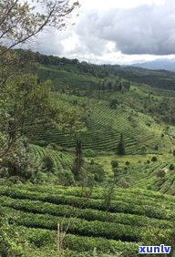 云南普洱茶全景图-云南普洱茶全景图片