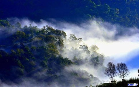 云南普洱茶全景图-云南普洱茶全景图片