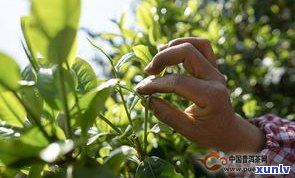 大忠山茶叶特点：揭秘古树茶的独特魅力与产地归属