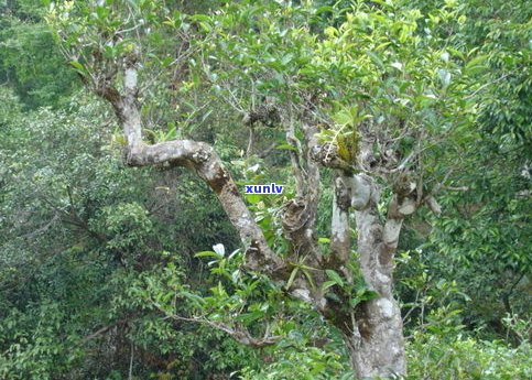 大忠山古树茶价格表及图片，2019年最新价目一览