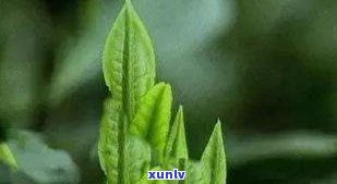 红雀嘴茶属于山茶科，其 ***  *** 、价格及冲泡方式解析