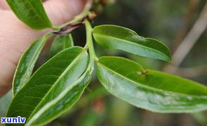 古树普洱茶能用吗-古树普洱茶能用吗有吗