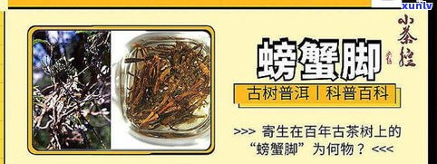 菊花螃蟹脚普洱茶-螃蟹脚配普洱茶