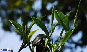 普洱茶单株有用吗-普洱茶 单株