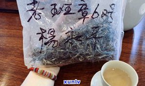 普洱茶有小虫子，能喝吗？图片、视频展示