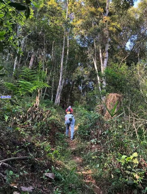 普洱茶古树和高杆-普洱茶古树和高杆哪个好