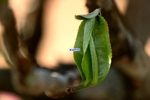 普洱茶别名是什么-普洱茶别名是什么茶