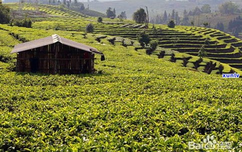 玉泉山普洱茶产地在哪里？探究知名品牌及其故事