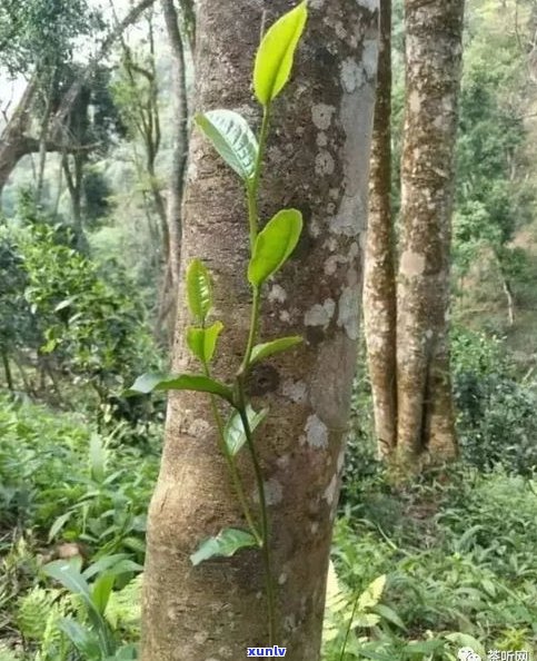 易武冷水河古树茶的特点、产地与价格解析