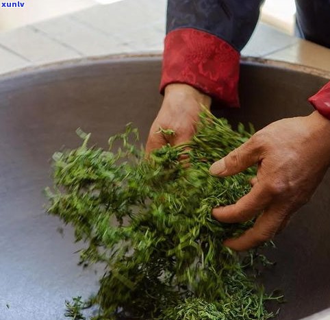 普洱茶易武冷水河-易武冷水河普洱茶特点