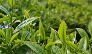 鸡骨草叶加普洱茶-鸡骨草叶加普洱茶功效