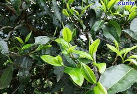 古茶树普洱茶的价值：具体价格取决于品种、年份等因素