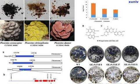 普洱茶水里的悬浮物：成分解析与解决  