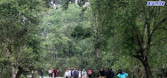 景迈山普洱茶采摘-景迈山普洱茶采摘时间表